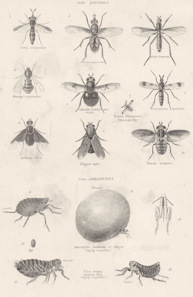 ENTOMOLOGY.Diptera;Ceria;Bibio;Henops;Volucella;Telescope fly;Anthrax;Flea 1860